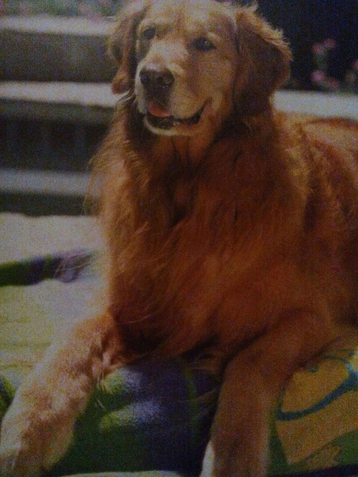 dog