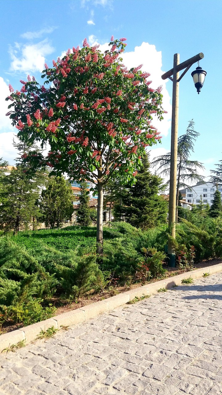 Town and green