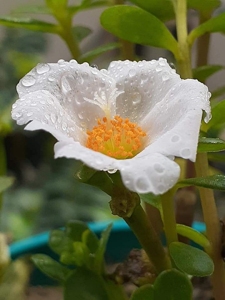 white  Purtulika
