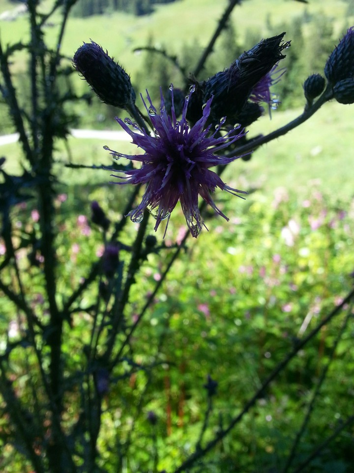 Mountain Flower