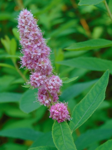 обои flower, wildflower