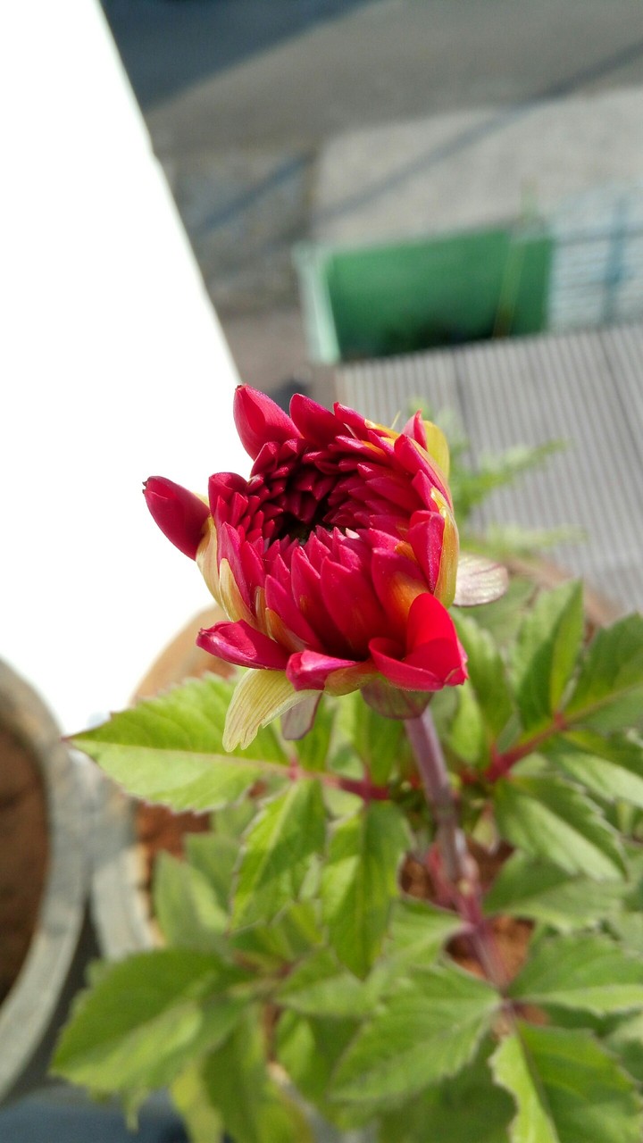 flower