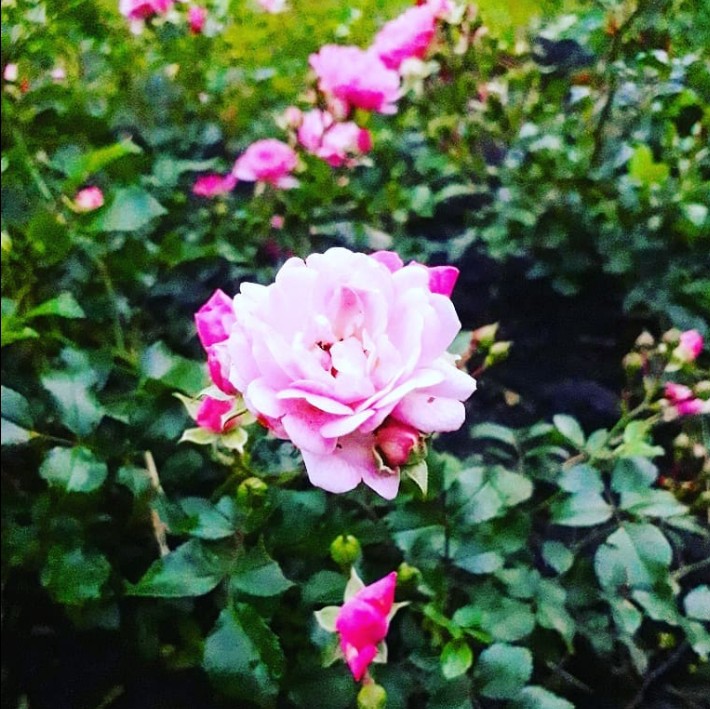 rose