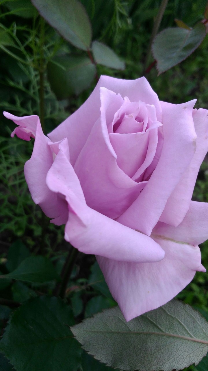 rose flower/pink