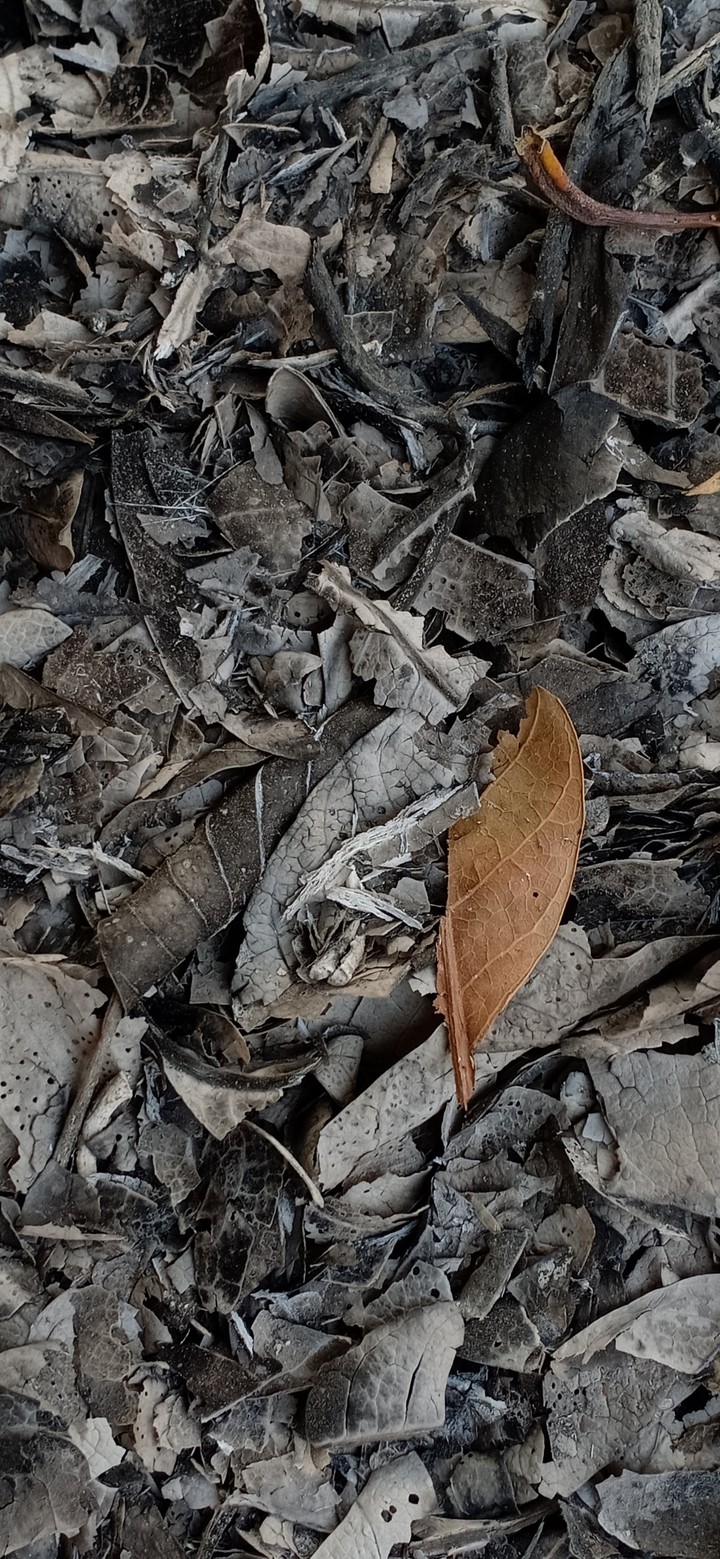 Ash
