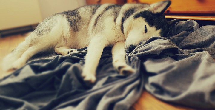 Husky