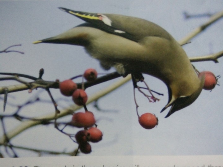 bird