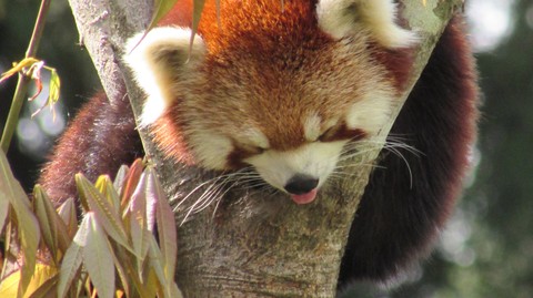 lazy panda