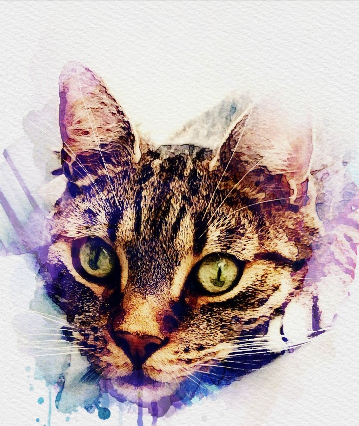 watercolor cat