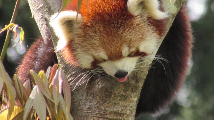 lazy panda