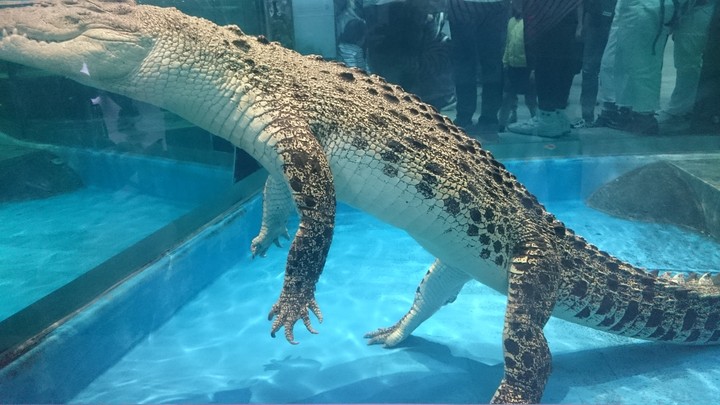 あんよが上手
