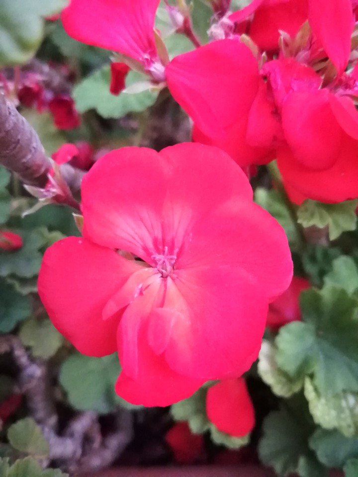 Blossom