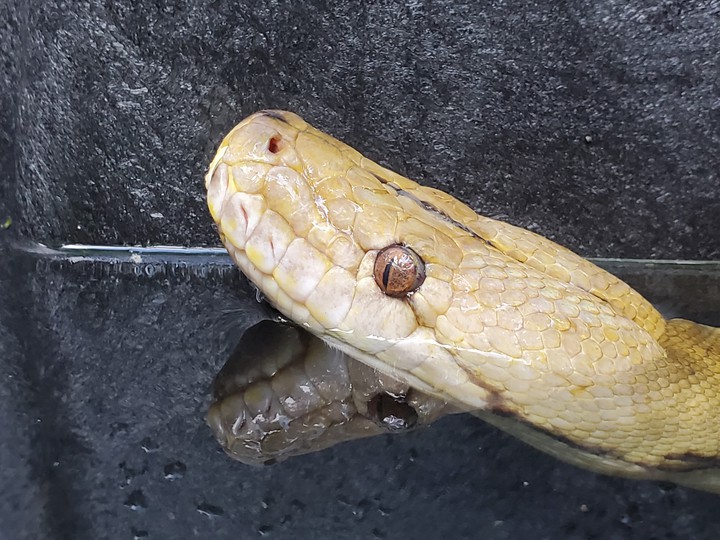 Tiger reticulated python