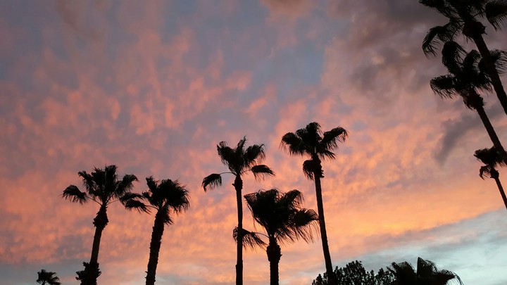 Palm Trees red sunset over Gilbert AZ
