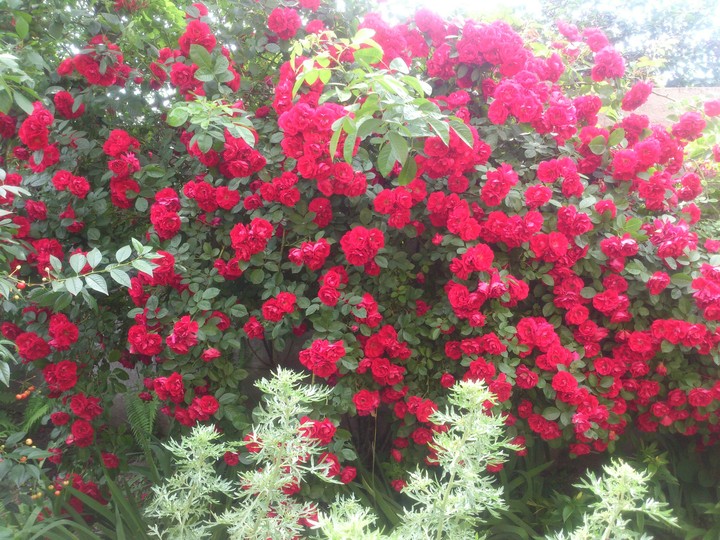 roses