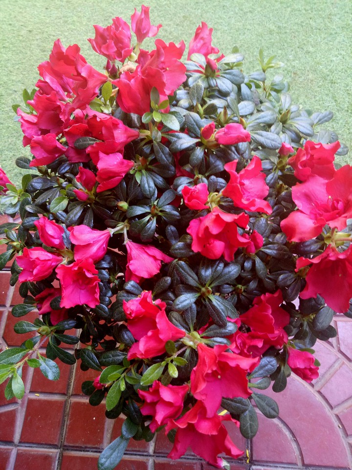 flowers