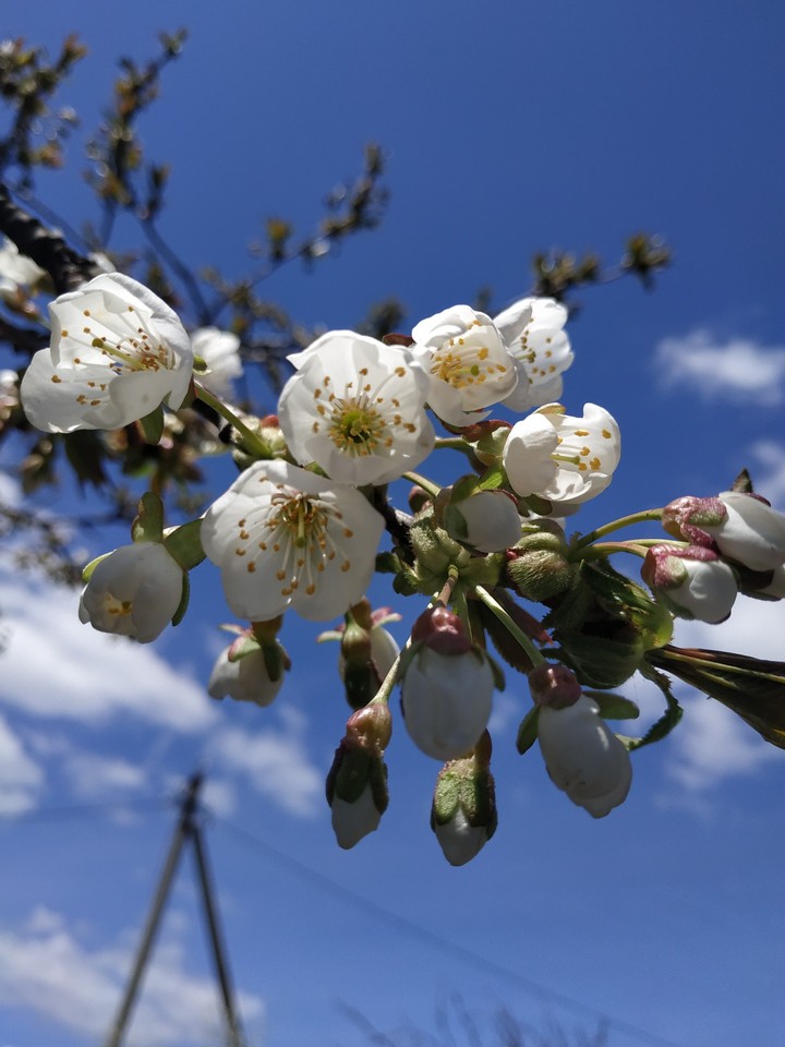 blossom