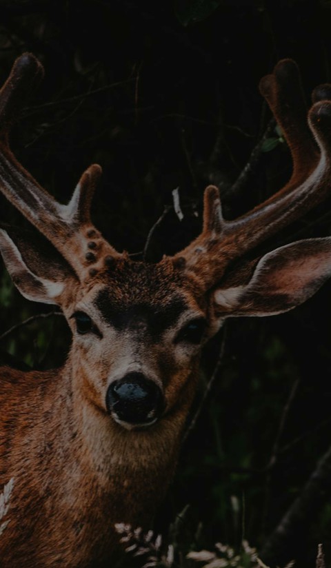 elk, horn wallpapers