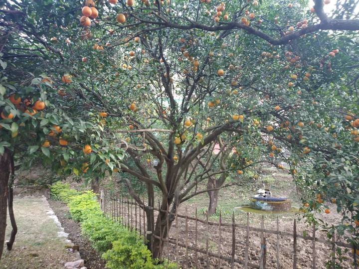 orange