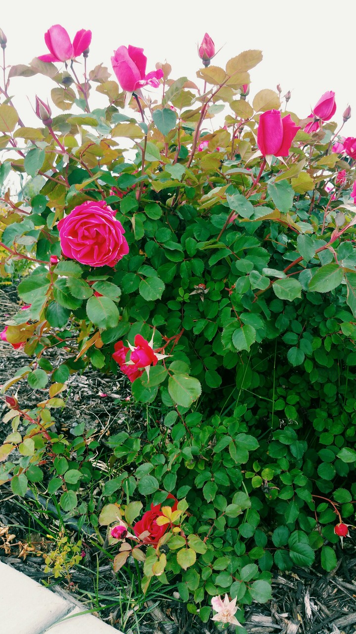 Roses❤❤❤