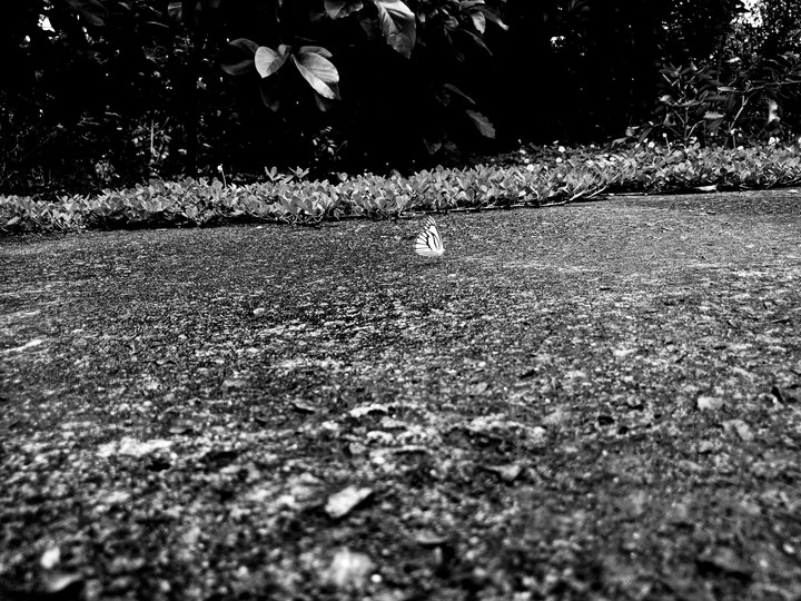 Butterfly