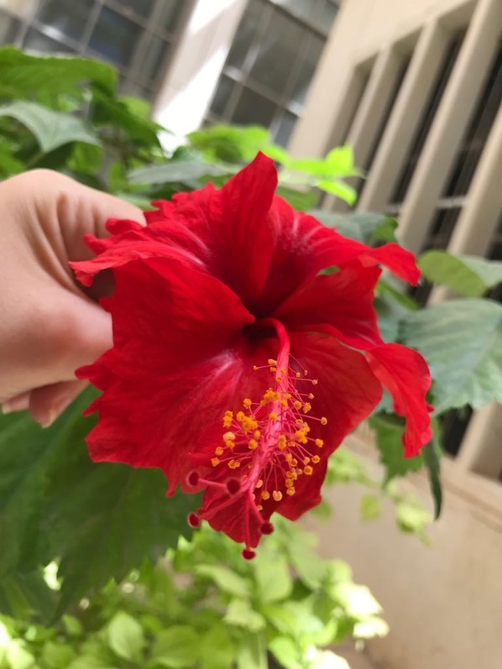 #rose #red #nice #flower #spring