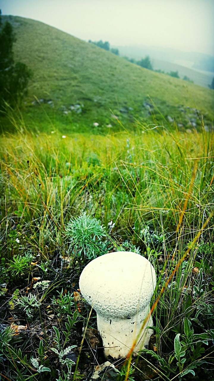 Rain mushroom in Beloyarovka