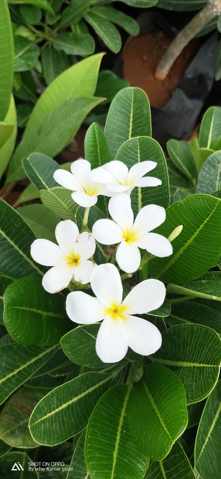white flowers