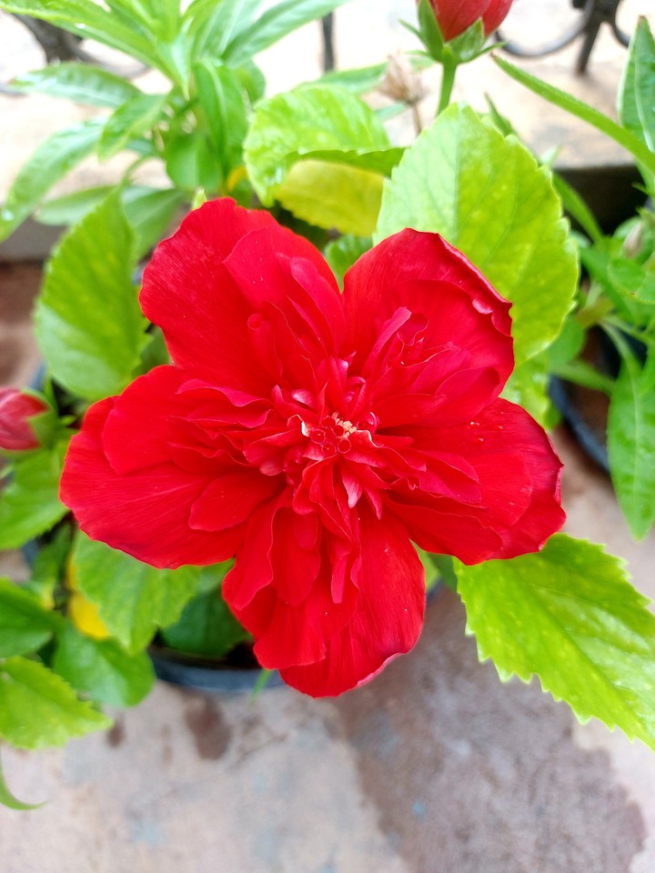 double red hibiscus