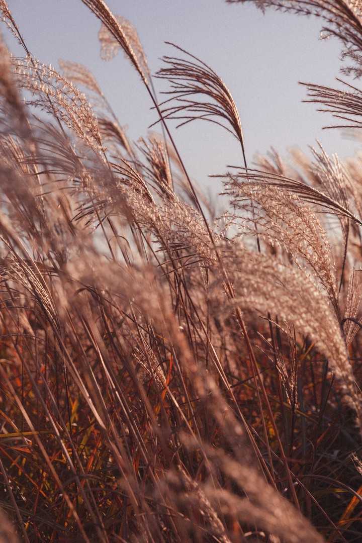grain