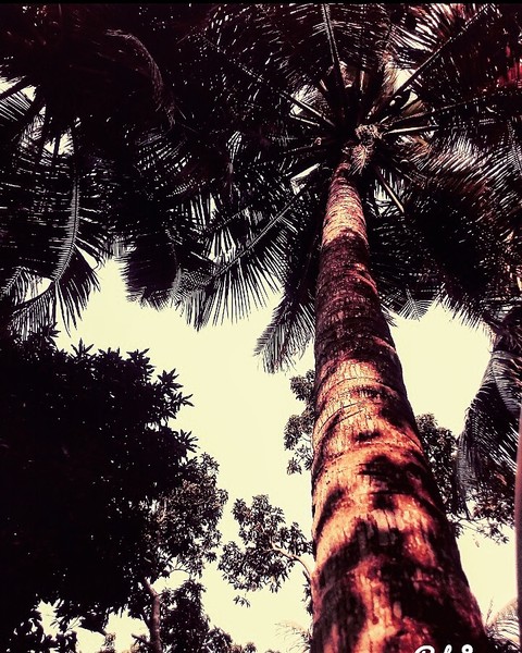 trees