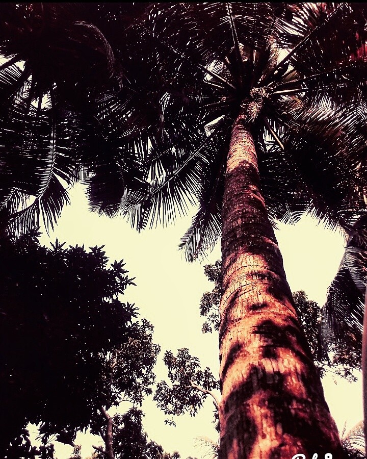 trees
