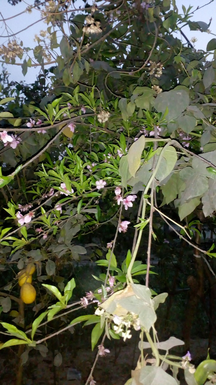 flower