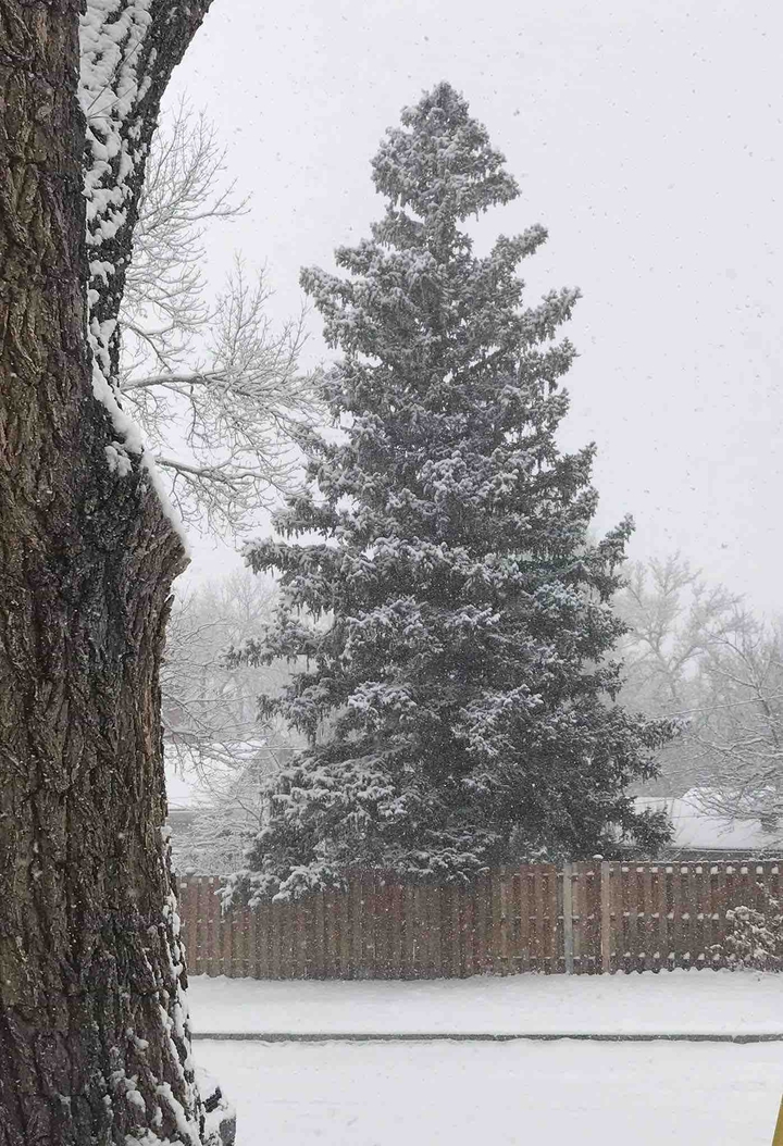 Snowy Tree
