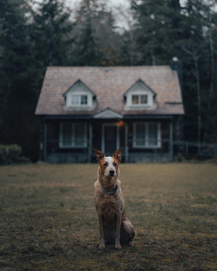 Dog