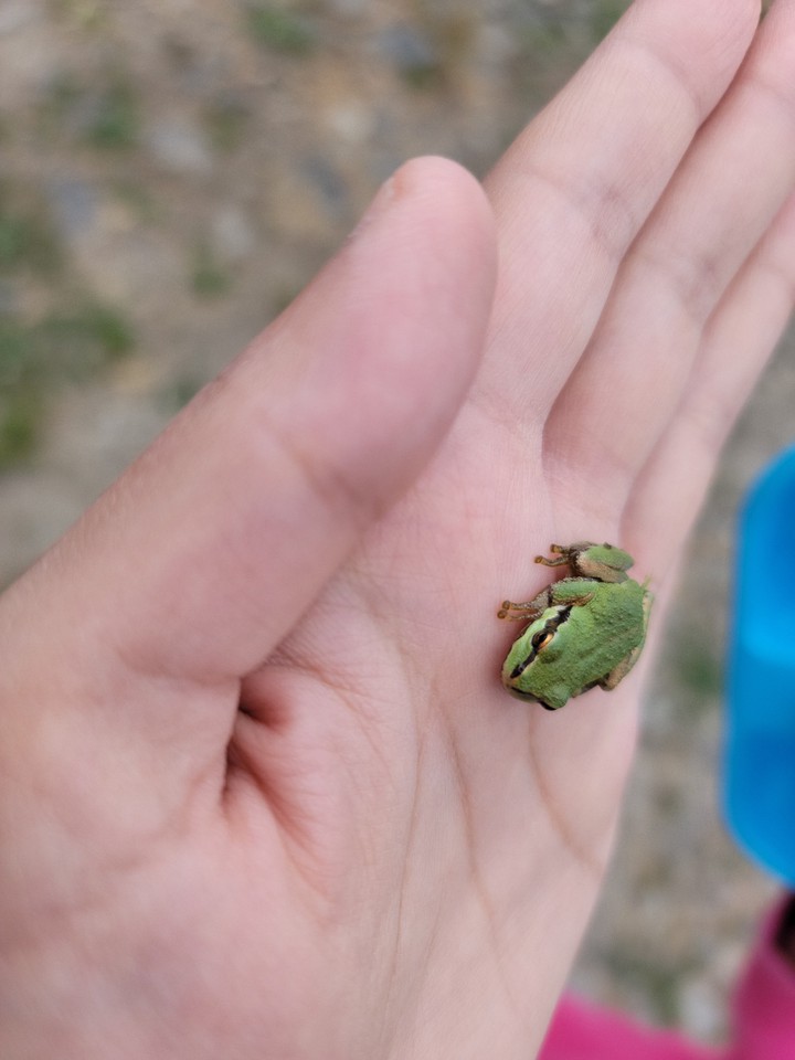 Tree Frog