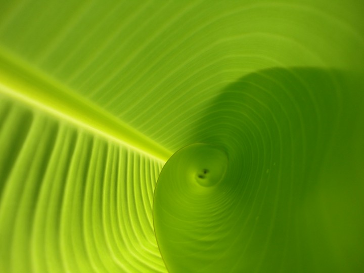 grassy green