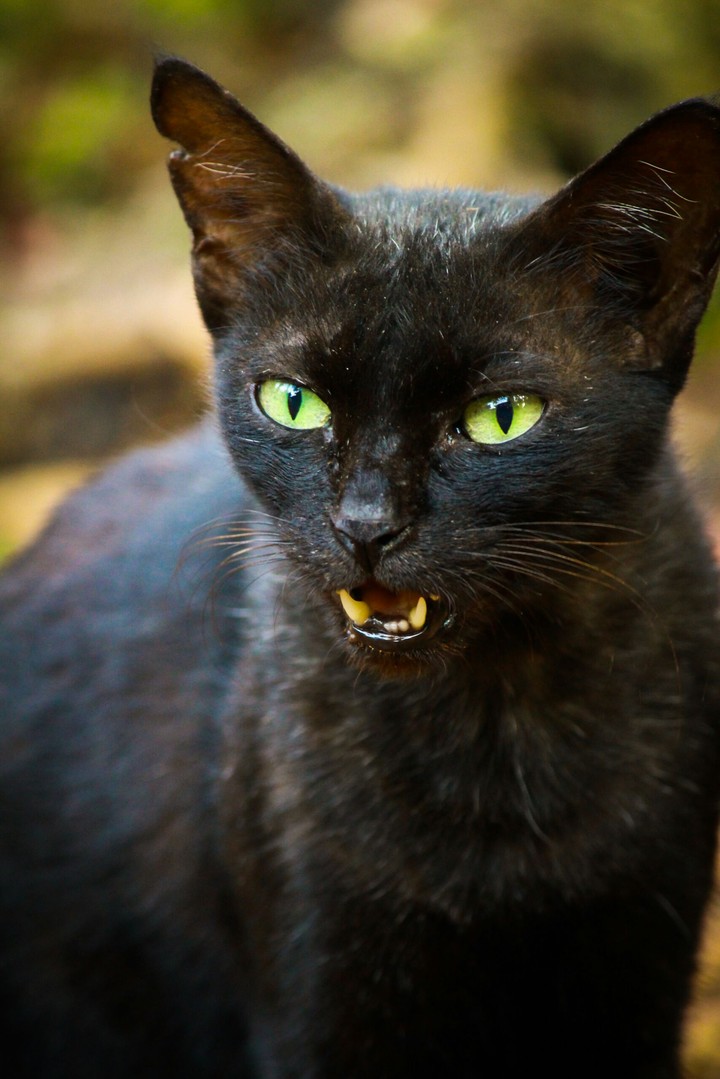 BLACKCAT
