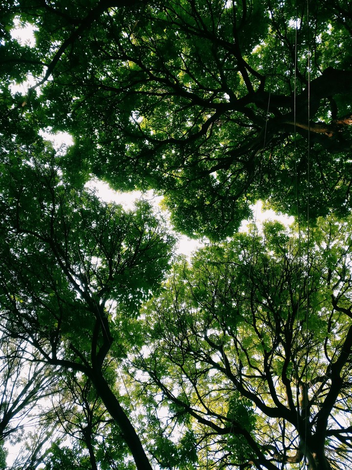 Light under trees