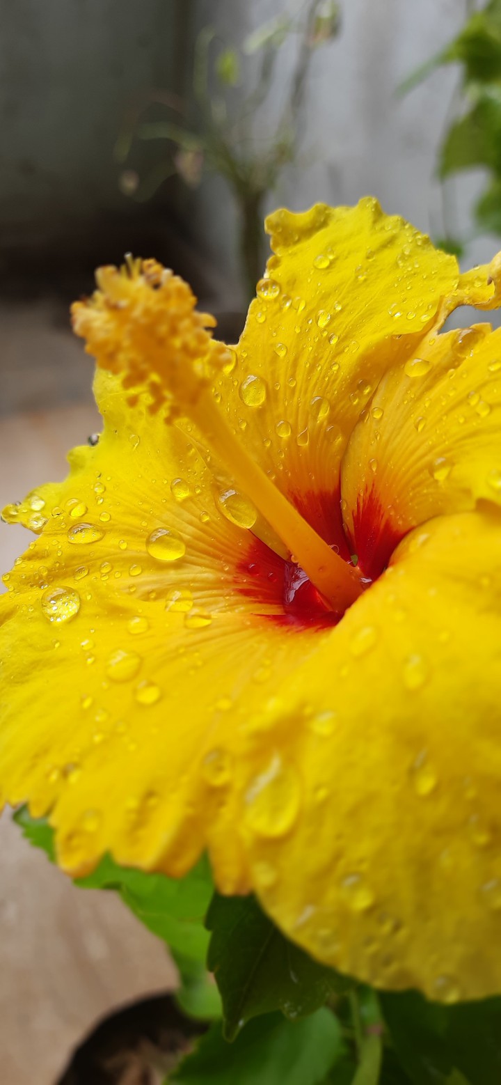 yellow