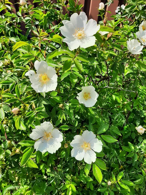 Morning roses