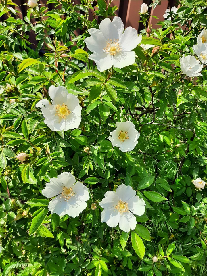 Morning roses