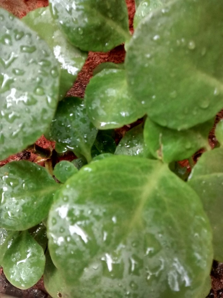 plant