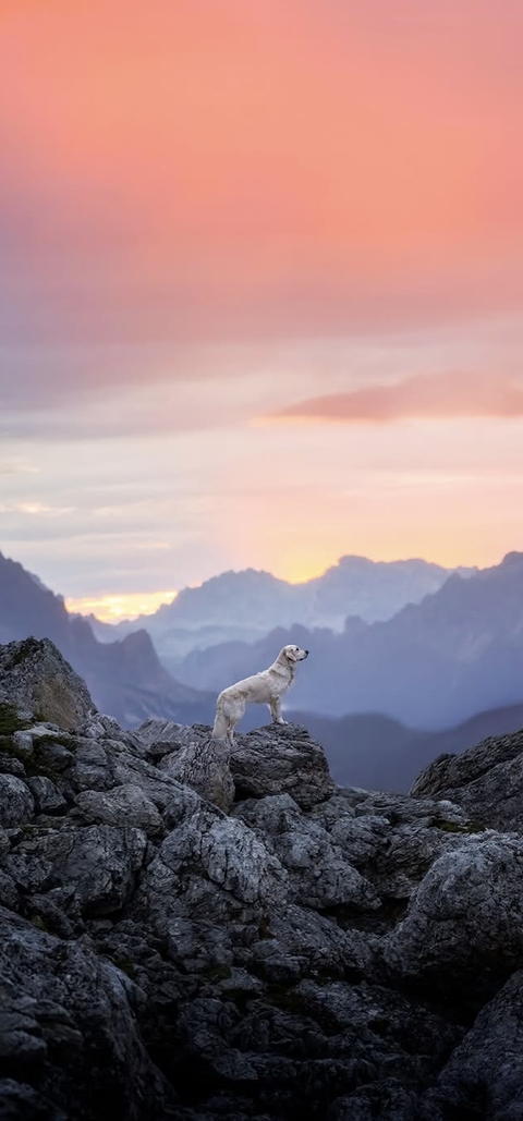 mountain, canidae achtergronden