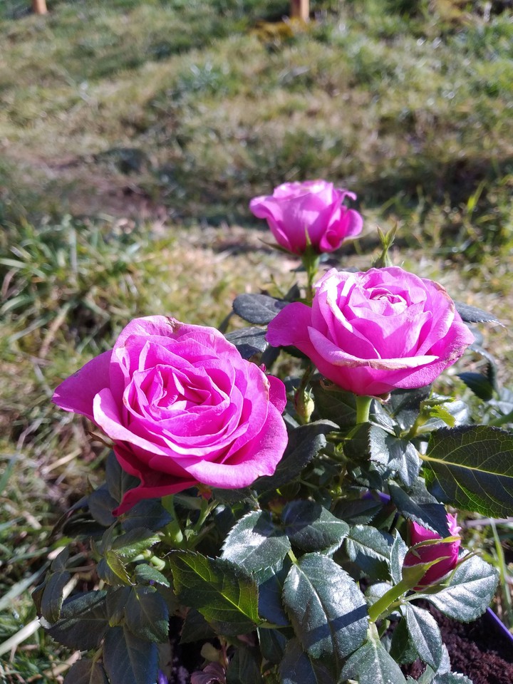 Beautiful roses
