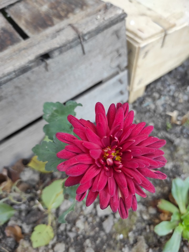 Red beauty