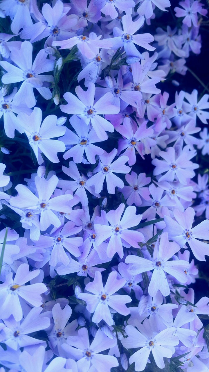 spring, you are beautiful