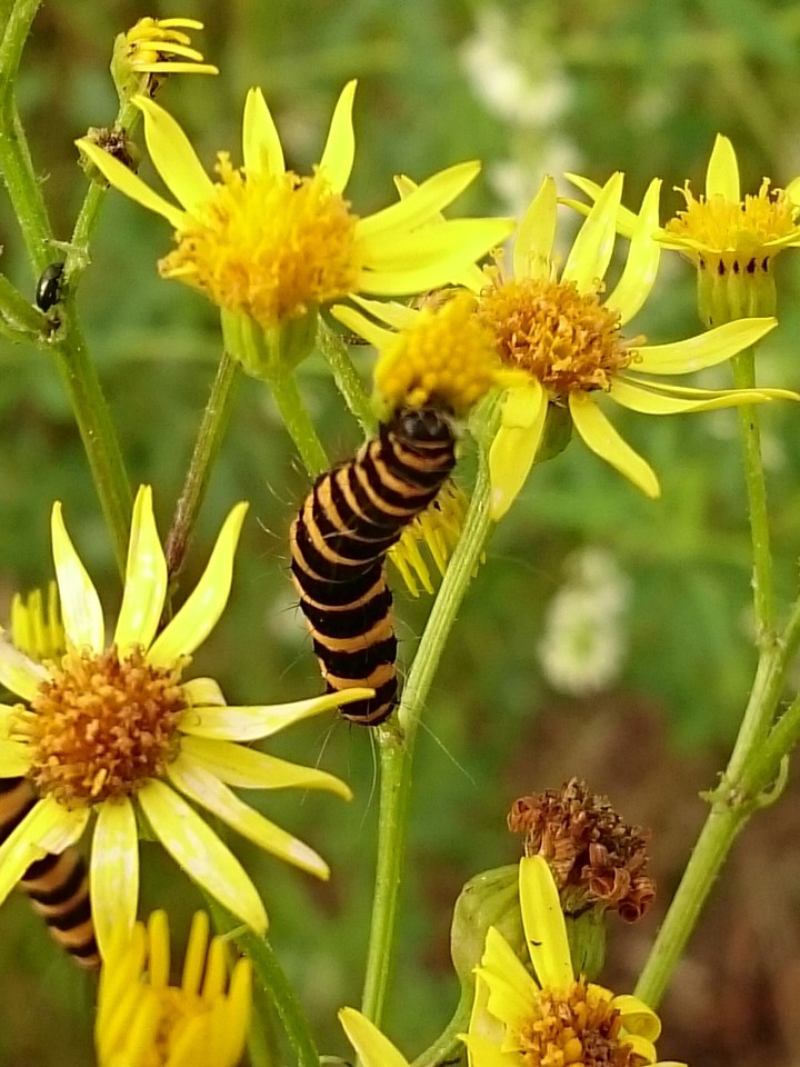 Jakobskrautbär Raupe in Jakobskreuzkraut