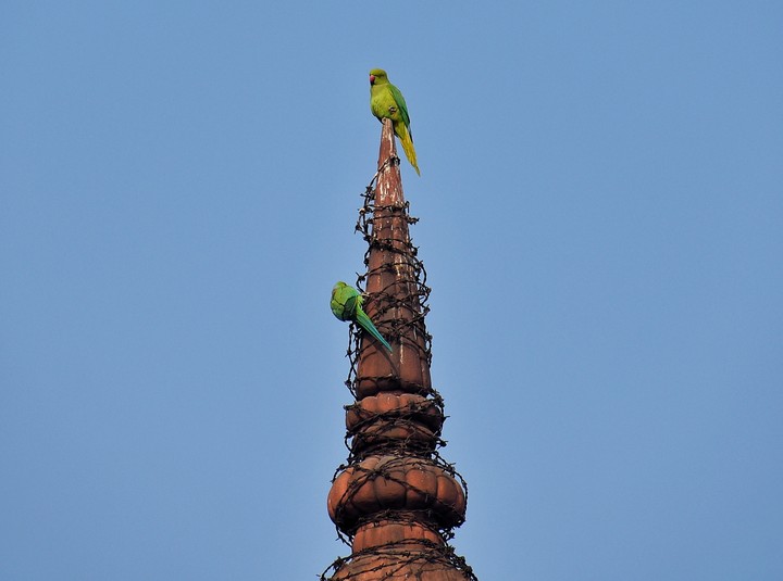 parrots