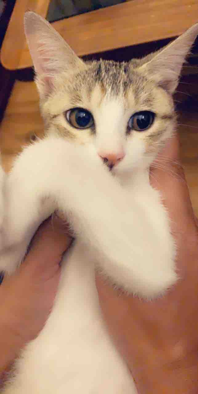 kitty cat